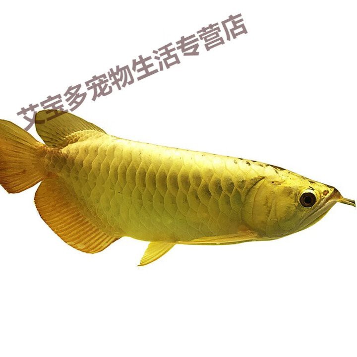 哪里可以購買到純種的藍背龍魚？，愛采購藍背金龍魚多少錢一條
