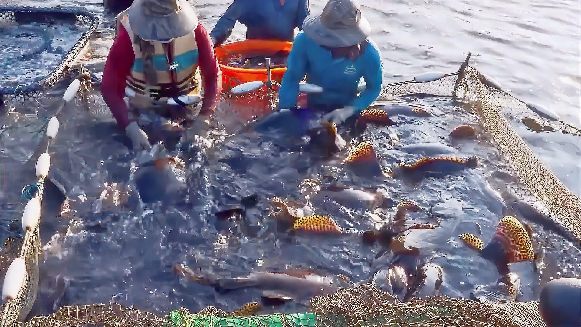 如何區(qū)分野生和養(yǎng)殖的龍躉魚？，如何判斷龍躉魚是否新鮮