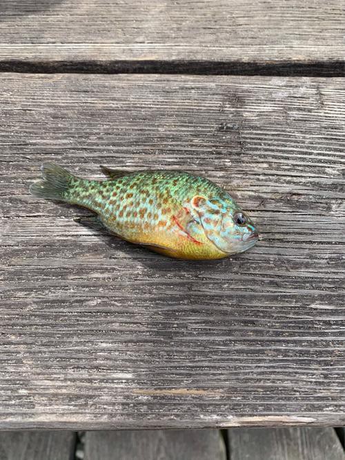 如何區(qū)分野生和養(yǎng)殖的龍躉魚？，如何判斷龍躉魚是否新鮮