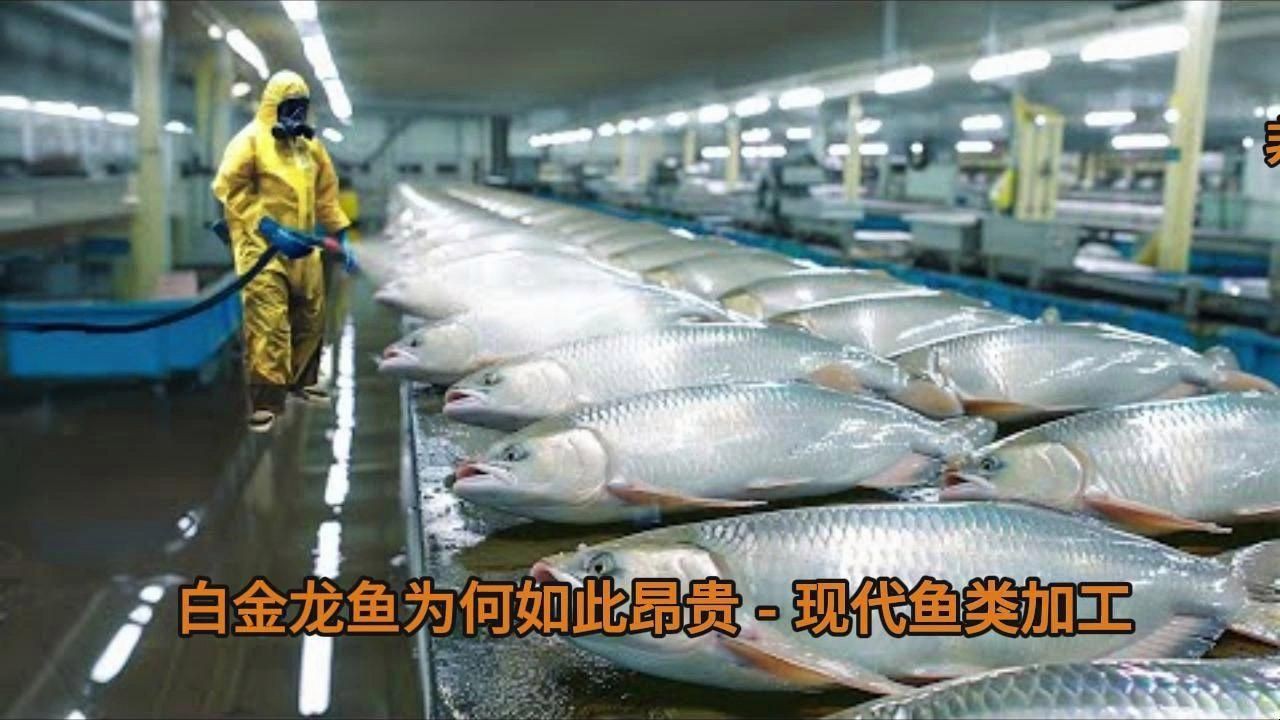 白金龍魚為何如此昂貴？，養魚大全白金龍魚為何如此昂貴