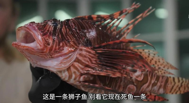 凍海獅子魚烤魚片，《凍海獅子魚5魚片》凍海獅子魚烤魚片制作工藝與營養解析