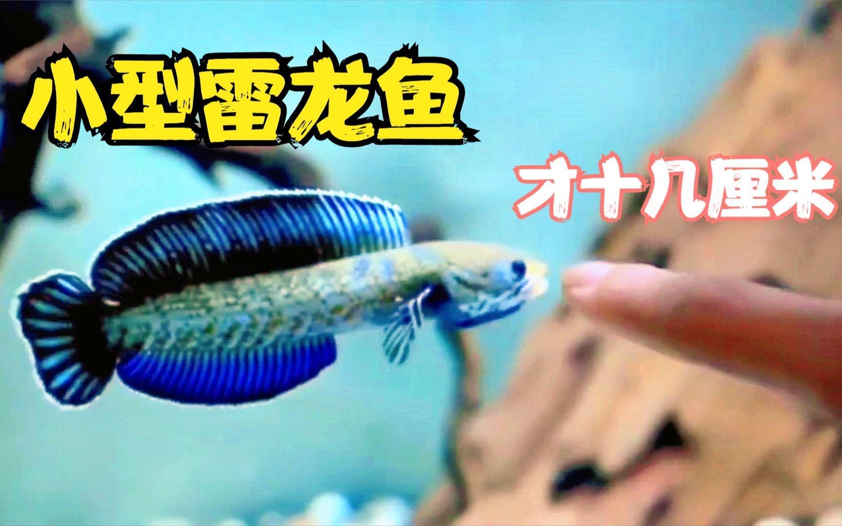 如何預防雷龍魚趴缸？，雷龍魚如何避免趴缸五種方法幫你搞定南極漫步的鯨 如何預防雷龍魚趴缸？，雷龍魚如何避免趴缸五種方法幫你搞定南極漫步的鯨 龍魚論壇 第8張