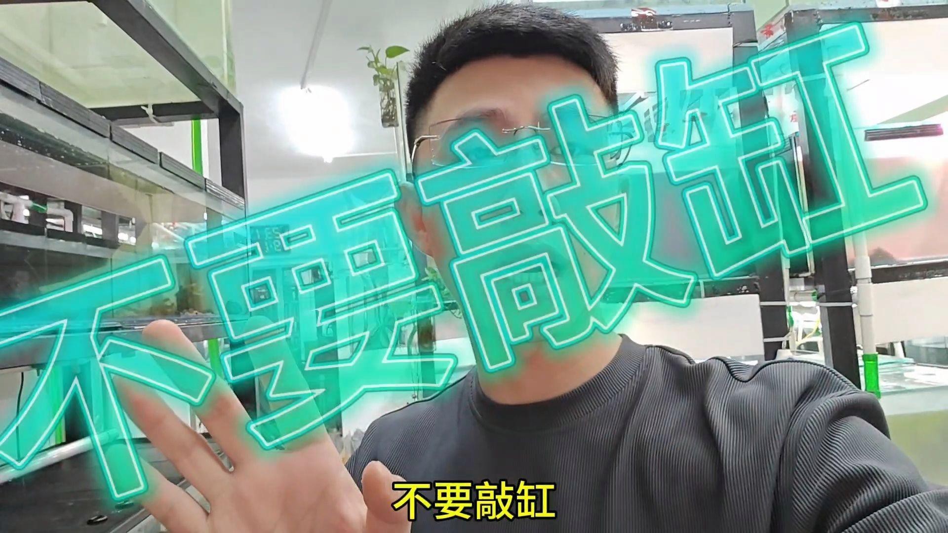 如何預防雷龍魚趴缸？，雷龍魚如何避免趴缸五種方法幫你搞定南極漫步的鯨 如何預防雷龍魚趴缸？，雷龍魚如何避免趴缸五種方法幫你搞定南極漫步的鯨 龍魚論壇 第9張