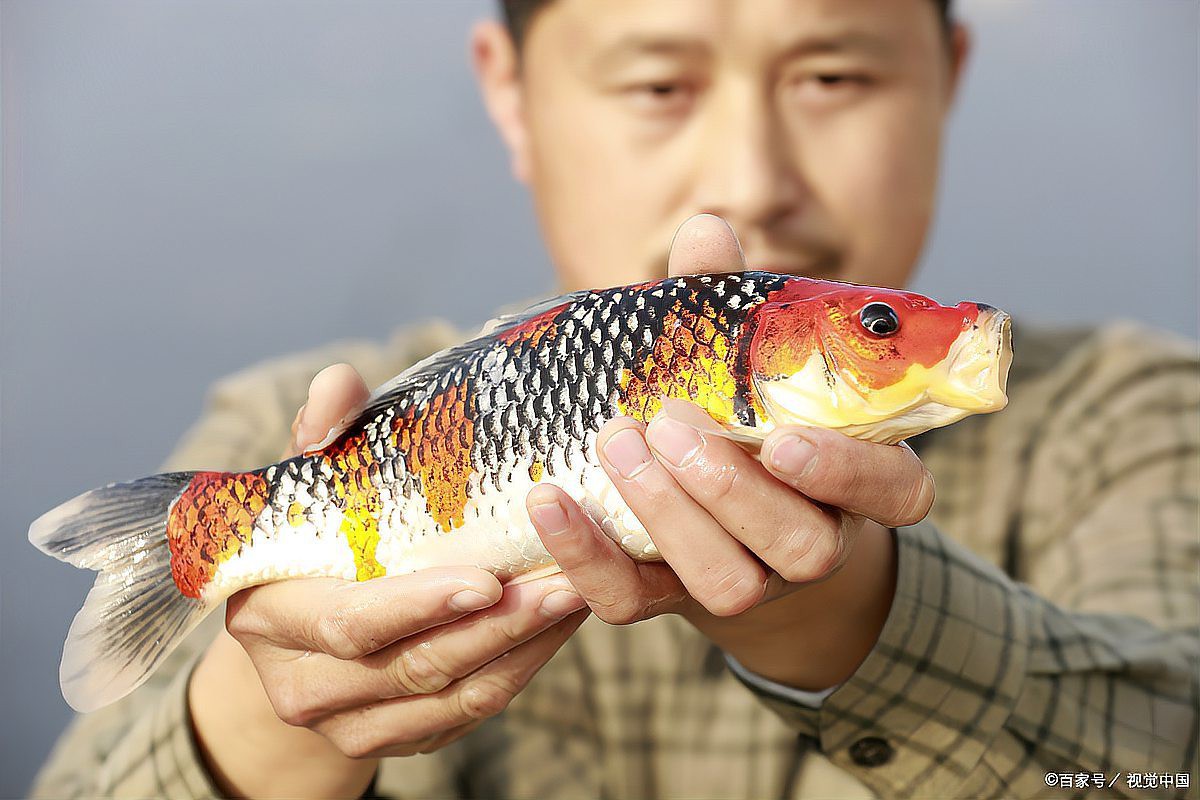 什么品種的錦鯉最好養(yǎng)，什么品種的錦鯉好養(yǎng)