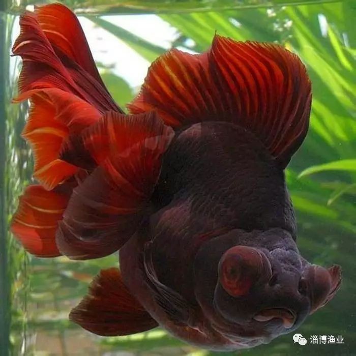 如何判斷龍睛魚是否健康？，《如何判斷龍睛魚是否健康》