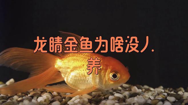 如何判斷龍睛魚是否健康？，《如何判斷龍睛魚是否健康》