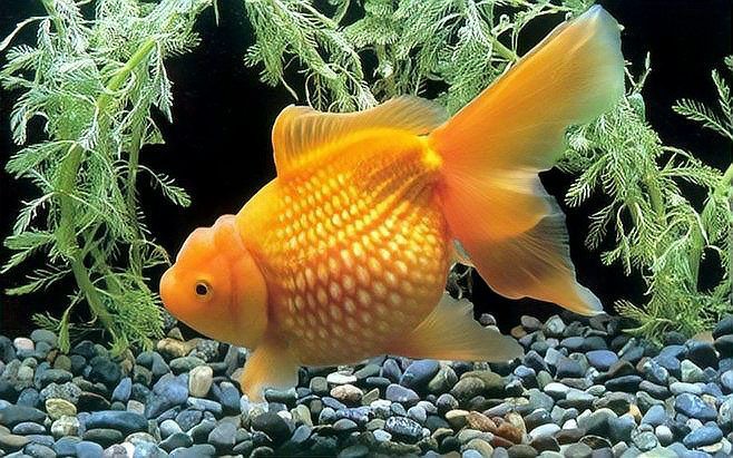 如何判斷龍睛魚是否健康？，《如何判斷龍睛魚是否健康》