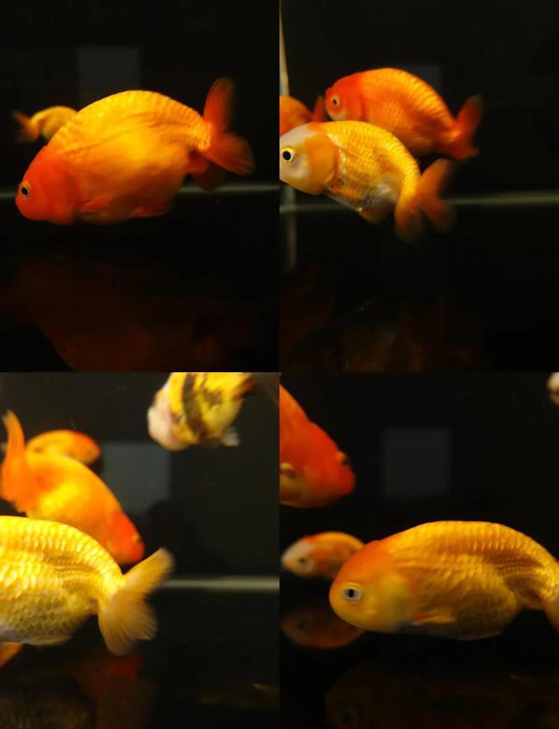 拱墅水族店，拱墅區有哪些特色水族店？