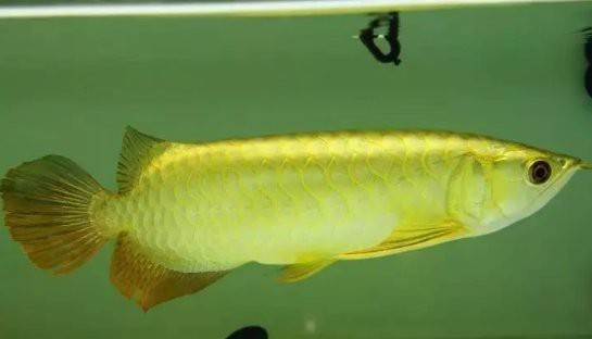 如何設置龍魚和鸚鵡魚混養的水質？，如何設置龍魚和鸚鵡魚混養的水質