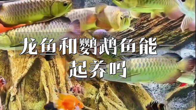 如何設(shè)置龍魚和鸚鵡魚混養(yǎng)的水質(zhì)？，如何設(shè)置龍魚和鸚鵡魚混養(yǎng)的水質(zhì)