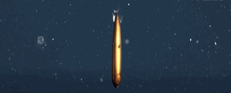 如何區分不同種類的深海龍魚?,如何區分不同種類的深海龍魚, 龍魚論壇 第1張 如何區分不同種類的深海龍魚?,如何區分不同種類的深海龍魚, 如何區分不同種類的深海龍魚?,如何區分不同種類的深海龍魚, 龍魚論壇 第1張