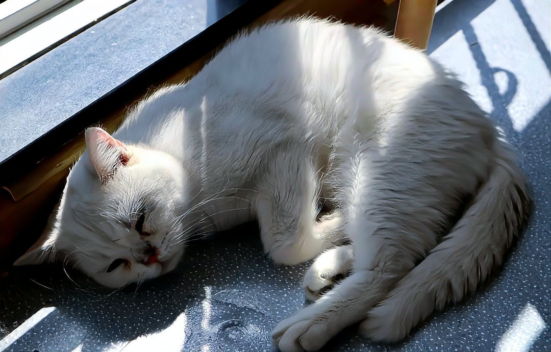 什么人不能擺放招財貓，什么人不適合擺放招財貓