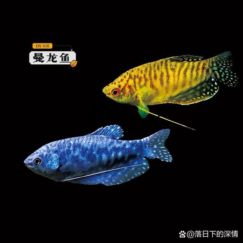 如何區分古典藍龍魚和藍曼龍？，如何區分古典藍龍魚與藍曼龍