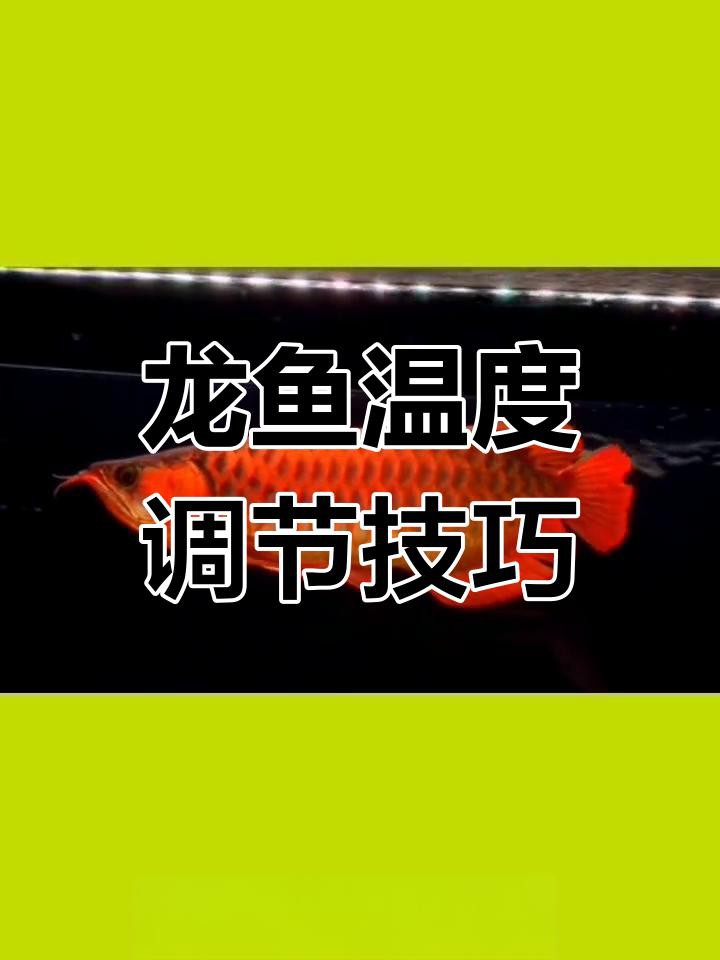 如何控制紅龍魚飼養水體的溫度？，紅龍魚養殖水溫全攻略:如何調節紅龍魚水溫32度