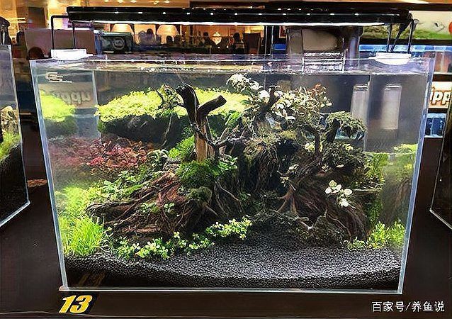 白缸養(yǎng)魚(yú)的裝飾技巧，白缸養(yǎng)魚(yú)的裝飾技巧，6種絕美魚(yú)缸造景全攻略，新手必看