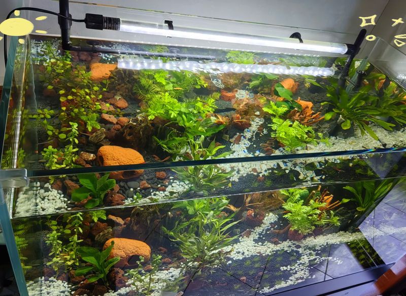 白缸養(yǎng)魚(yú)的裝飾技巧，白缸養(yǎng)魚(yú)的裝飾技巧，6種絕美魚(yú)缸造景全攻略，新手必看