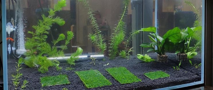 白缸養(yǎng)魚(yú)的裝飾技巧，白缸養(yǎng)魚(yú)的裝飾技巧，6種絕美魚(yú)缸造景全攻略，新手必看