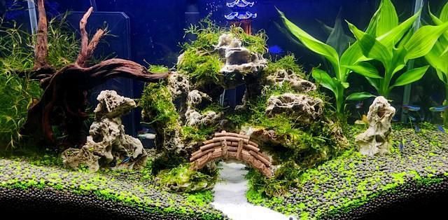 白缸養(yǎng)魚(yú)的裝飾技巧，白缸養(yǎng)魚(yú)的裝飾技巧，6種絕美魚(yú)缸造景全攻略，新手必看