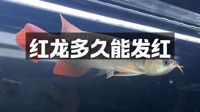 紅龍魚多久發色，紅龍魚發色三要素是什么