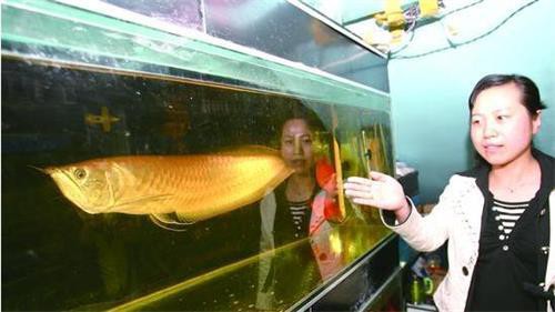 大銀龍魚的市場需求如何，大銀龍魚市場需求呈現多元化特點