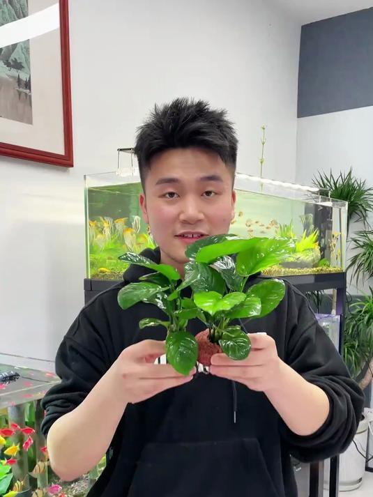 如何選擇適合龍魚缸的水草？，龍魚缸水草多久換一次，三種超耐養的寶藏水草