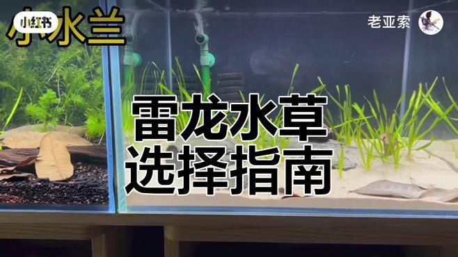 如何選擇適合龍魚缸的水草？，龍魚缸水草多久換一次，三種超耐養的寶藏水草