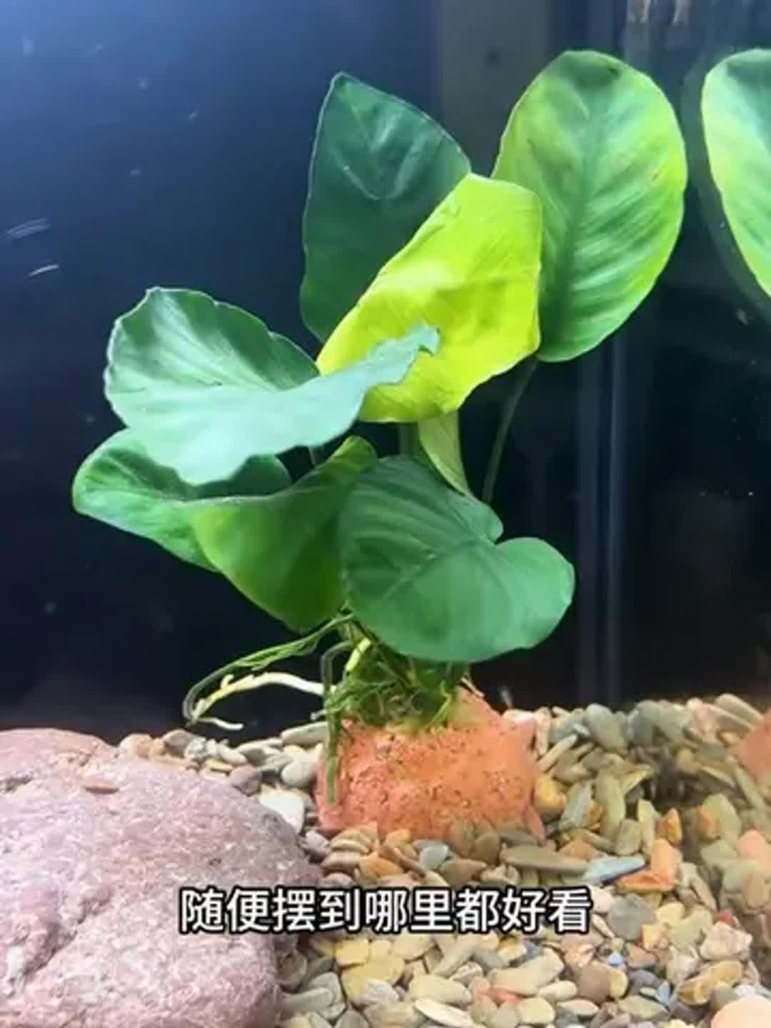 如何選擇適合龍魚缸的水草？，龍魚缸水草多久換一次，三種超耐養的寶藏水草