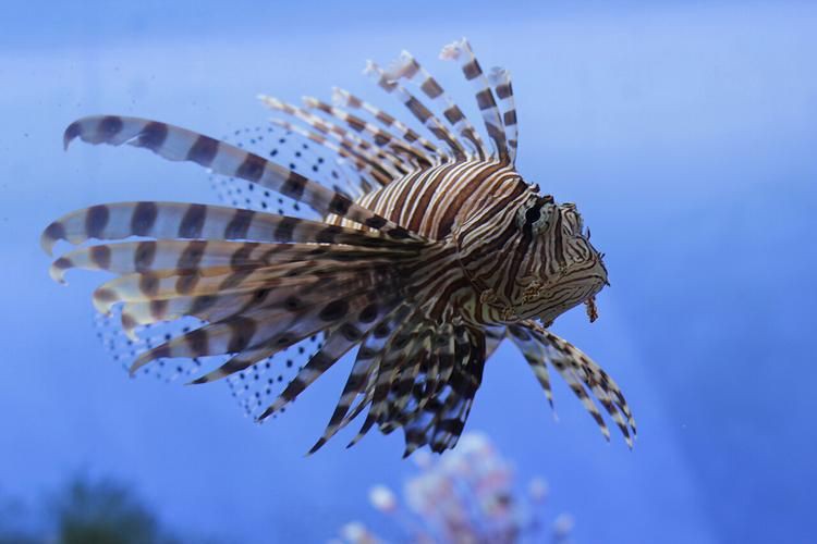 紅頭獅子魚圖片，紅頭獅子魚:好看到不真實,卻毒得離譜 紅頭獅子魚圖片，紅頭獅子魚:好看到不真實,卻毒得離譜 龍魚論壇 第21張