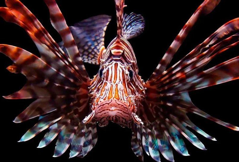 紅頭獅子魚圖片，紅頭獅子魚:好看到不真實,卻毒得離譜 紅頭獅子魚圖片，紅頭獅子魚:好看到不真實,卻毒得離譜 龍魚論壇 第30張
