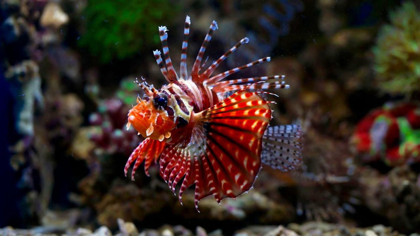 紅頭獅子魚圖片，紅頭獅子魚:好看到不真實,卻毒得離譜 紅頭獅子魚圖片，紅頭獅子魚:好看到不真實,卻毒得離譜 龍魚論壇 第10張