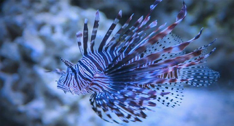 紅頭獅子魚圖片，紅頭獅子魚:好看到不真實,卻毒得離譜 紅頭獅子魚圖片，紅頭獅子魚:好看到不真實,卻毒得離譜 龍魚論壇 第26張