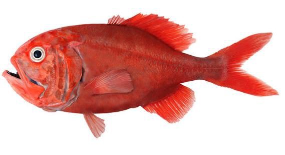 紅頭獅子魚圖片，紅頭獅子魚:好看到不真實,卻毒得離譜 紅頭獅子魚圖片，紅頭獅子魚:好看到不真實,卻毒得離譜 龍魚論壇 第16張