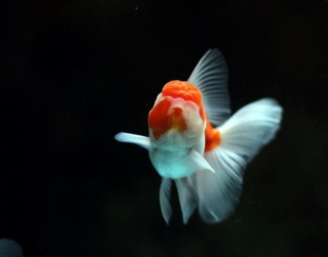 紅頭獅子魚圖片，紅頭獅子魚:好看到不真實,卻毒得離譜 紅頭獅子魚圖片，紅頭獅子魚:好看到不真實,卻毒得離譜 龍魚論壇 第15張