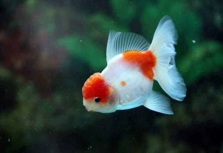 紅頭獅子魚圖片，紅頭獅子魚:好看到不真實,卻毒得離譜 紅頭獅子魚圖片，紅頭獅子魚:好看到不真實,卻毒得離譜 龍魚論壇 第4張