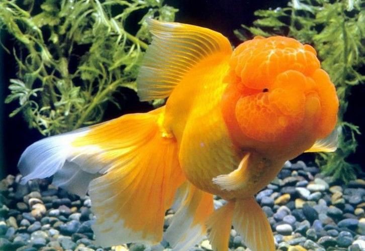 紅頭獅子魚圖片，紅頭獅子魚:好看到不真實,卻毒得離譜 紅頭獅子魚圖片，紅頭獅子魚:好看到不真實,卻毒得離譜 龍魚論壇 第7張