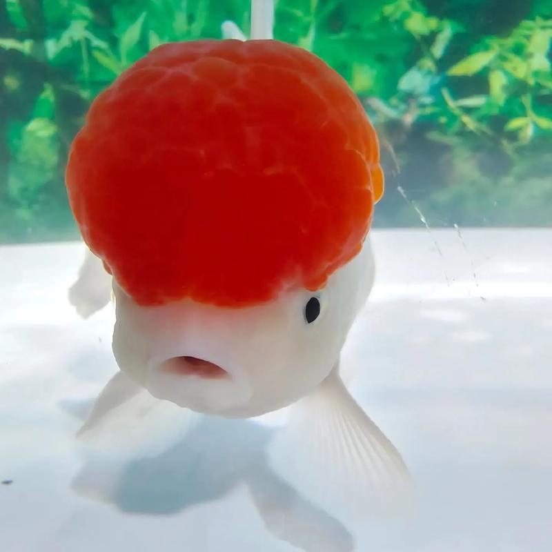 紅頭獅子魚圖片，紅頭獅子魚:好看到不真實,卻毒得離譜 紅頭獅子魚圖片，紅頭獅子魚:好看到不真實,卻毒得離譜 龍魚論壇 第1張