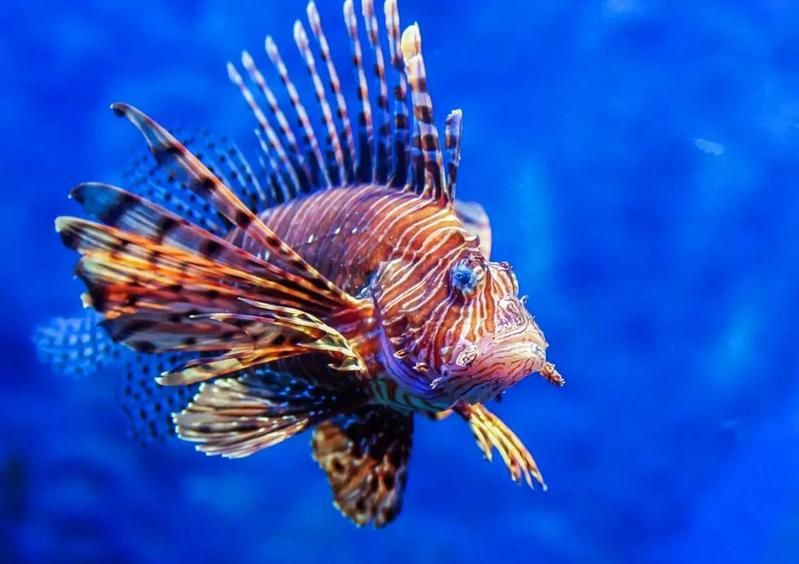 紅頭獅子魚圖片，紅頭獅子魚:好看到不真實,卻毒得離譜 紅頭獅子魚圖片，紅頭獅子魚:好看到不真實,卻毒得離譜 龍魚論壇 第28張