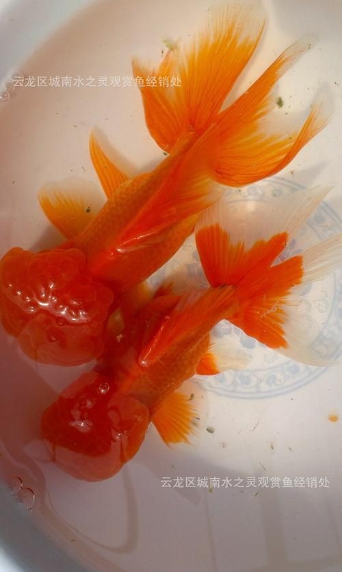 紅頭獅子魚圖片，紅頭獅子魚:好看到不真實,卻毒得離譜 紅頭獅子魚圖片，紅頭獅子魚:好看到不真實,卻毒得離譜 龍魚論壇 第17張