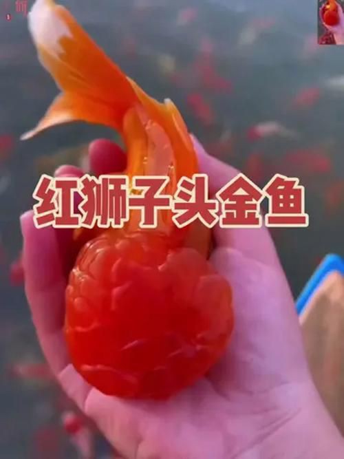 紅頭獅子魚圖片，紅頭獅子魚:好看到不真實,卻毒得離譜 紅頭獅子魚圖片，紅頭獅子魚:好看到不真實,卻毒得離譜 龍魚論壇 第20張