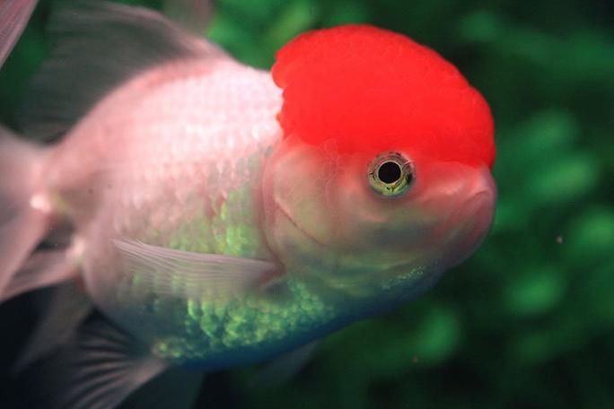紅頭獅子魚圖片，紅頭獅子魚:好看到不真實,卻毒得離譜 紅頭獅子魚圖片，紅頭獅子魚:好看到不真實,卻毒得離譜 龍魚論壇 第3張
