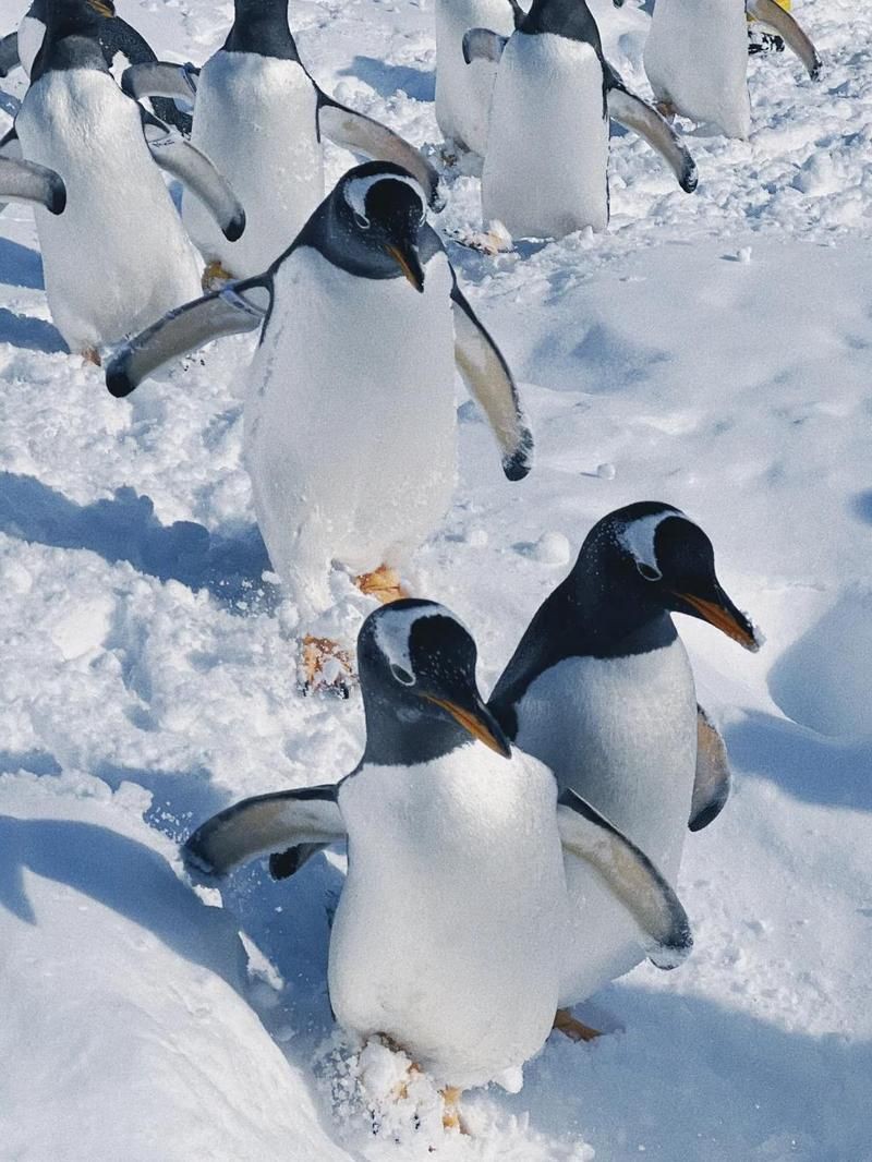 遂寧水族館，河?xùn)|遂寧水族館：水族館的生命與自然的史詩(shī)正徐徐