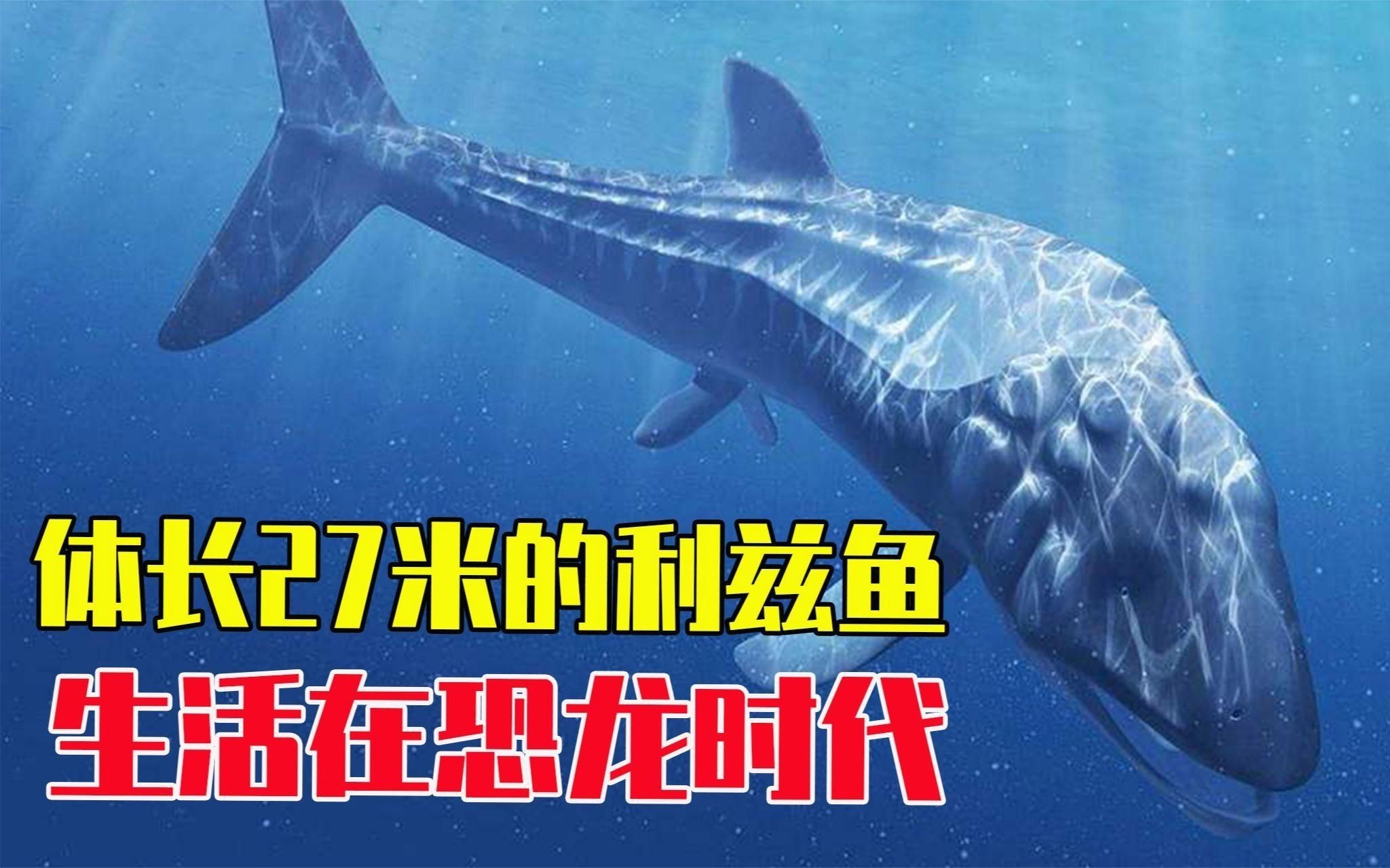 利茲魚，《方舟生存進化》利茲魚