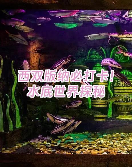 景洪水族店，景洪水族店和浩瀚水族館的區別