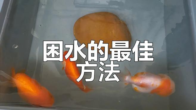 如何保持福龍魚的水質穩定？，保持福龍魚水質穩定需綜合多方面措施