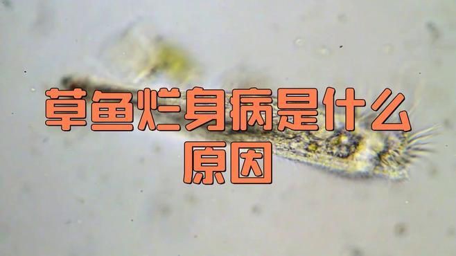 爛身病對魚類的危害有多大？，加州鱸魚爛身病是什么原因研途栗子