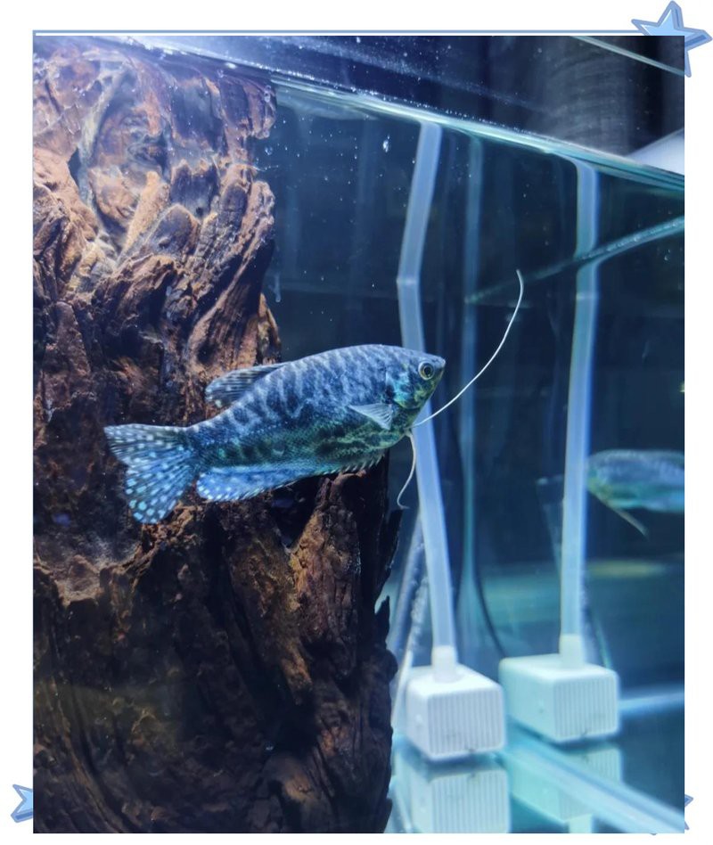 養藍曼龍魚的十大禁忌，養殖藍曼龍的注意事項 養藍曼龍魚的十大禁忌，養殖藍曼龍的注意事項 龍魚論壇 第6張