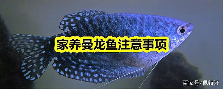 養藍曼龍魚的十大禁忌，養殖藍曼龍的注意事項