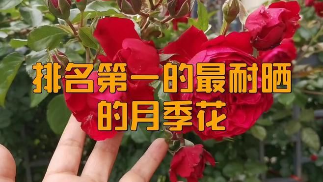 紅龍月季適合哪些地區種植？，紅色龍沙寶石月季的優缺點