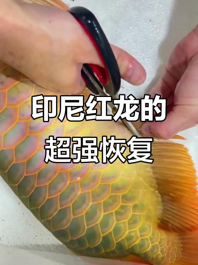 如何判斷龍魚是否康復？，判斷龍魚是否康復是飼養過程中的關鍵環節，如何判斷龍魚是否康復