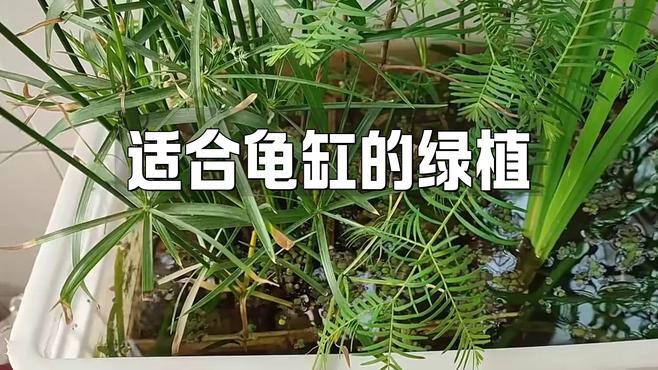 哪些植物適合與假龍龜混養？，適合與假龍龜混養的植物